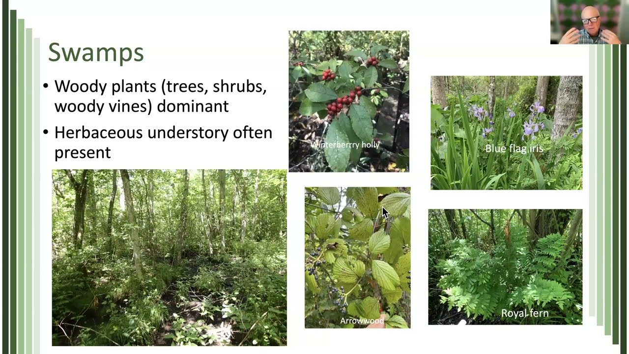 Plants in wetlands: An overview of their fundamental and applied ecology