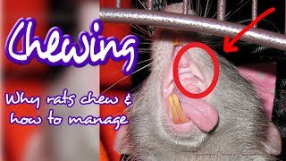 Can You Stop Rats From Chewing? by The Rat Guru 21,634 views 6 years ago 11 minutes, 9 seconds