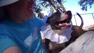 Meet 37353A Mini A Terrier American Staffordshire Currently Available For Adoption 1162020 846