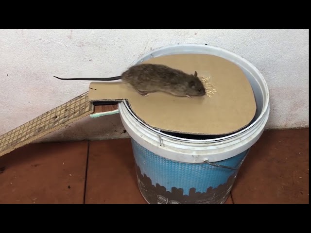 Genious Homemade Easy Mouse Trap With Old Bucket 