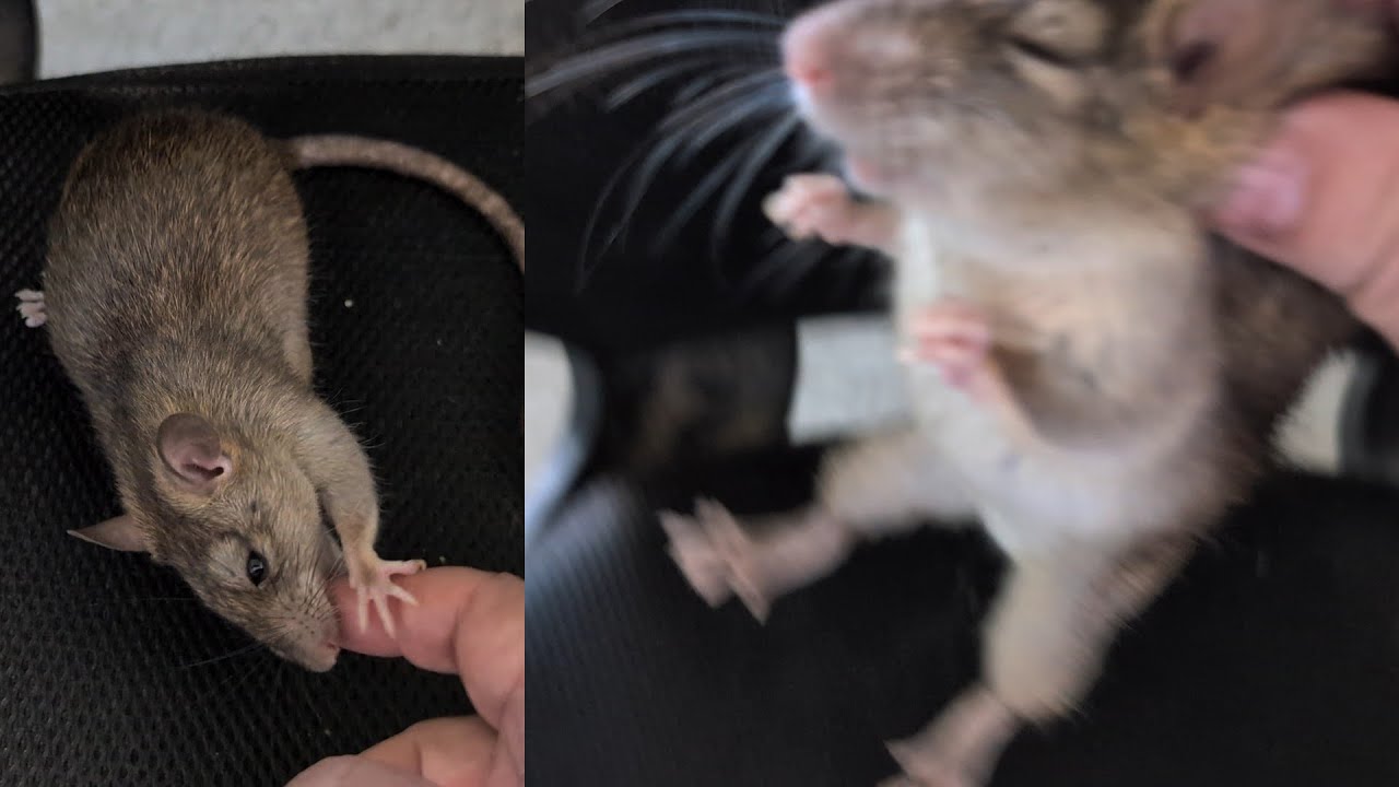 Rat won't let me sit? I'll show him who's boss!!! 😂😂 YouTube