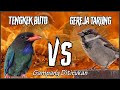 MASTERAN TENGKEK BUTO VS GEREJA TARUNG || Samoyii Kicau