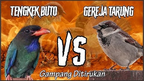 MASTERAN TENGKEK BUTO VS GEREJA TARUNG || Samoyii Kicau