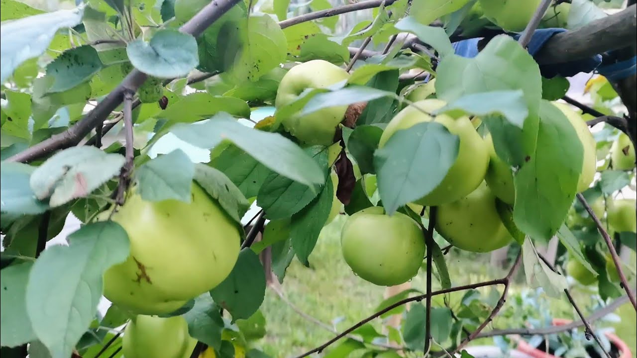 Яблоня Чудное Фото