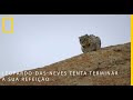 Leopardo-das-neves tenta terminar a sua refeição | National Geographic Portugal