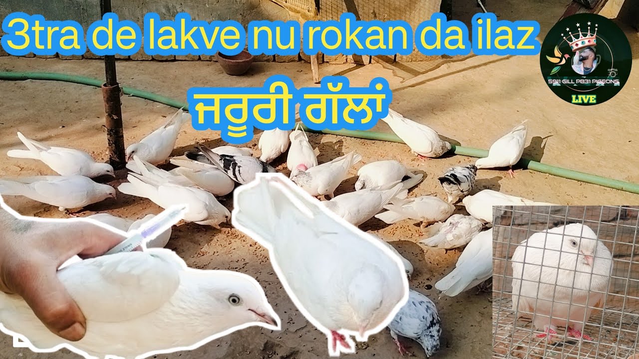 ||ਲੋ ਮਿਤਰੋ ਲਕਵੇ ਦਾ ਇਲਾਜ਼||ਦੋਵੇ ਗੱਲਾਂ ਕੰਮ ਦੀਆ||lakve da ilaz te jaruri gala kro not||