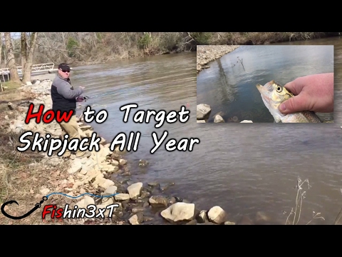 How to Target Skipjack All Year Long