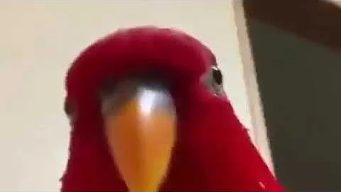 Qual é o nome do passarinho vermelho?