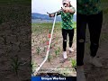 Manual Corn Weeder: Efficient Weed Control in Cornfields