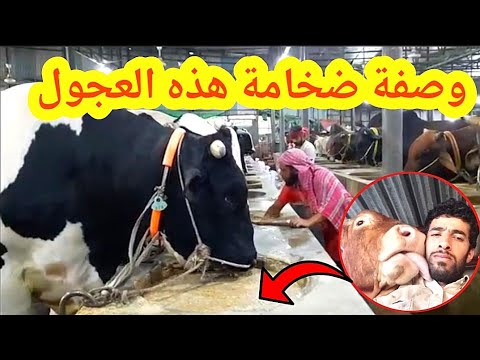 فيديو: 3 طرق لتحسين الضغط على مقعد