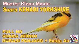 Masteran Murai, Suara Burung KENARI YORKSHIRE Durasi Panjang + Terapi Suara Air Mengalir FULL HD..!!