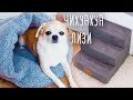 ПОКУПКИ ИЗ КИТАЯ ДЛЯ СОБАКИ🐶СМЕШНЫЕ ЖИВОТНЫЕ🐶 ЧИХУАХУА ЛИЗИ