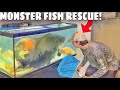 Saving monster fish from tiny aquarium