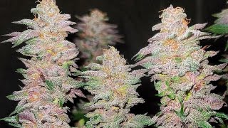 Lsd 25 and jelly doughnuts behind the scenes gardening