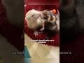 Loving ferret couple ferretcoupletruestoryshortshorts pet