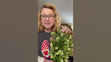 How to pick greenery for wreaths 💚