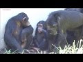 Baby chimp Fubuki prevents Gin from mating with mother Momoko at Tama Zoo