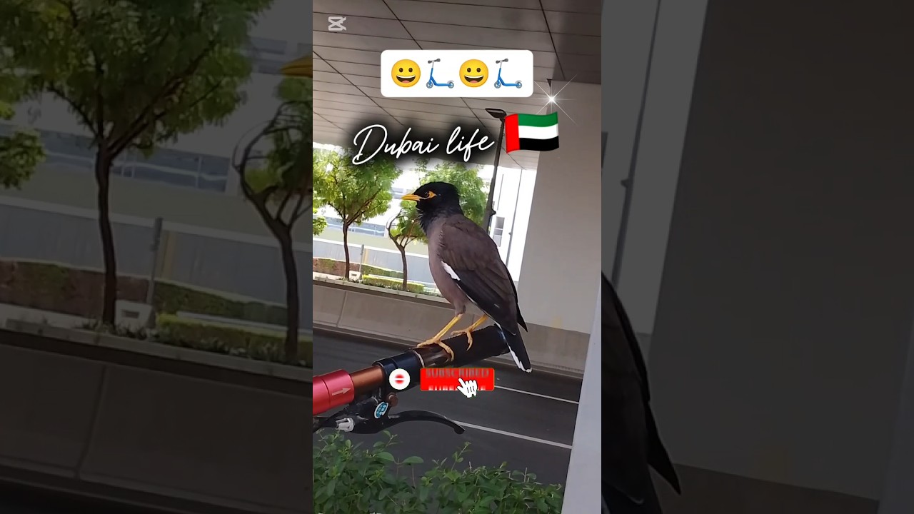 common myna bird sound