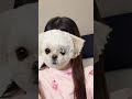 ほんとに許せない！もっと早く知りたかった、、、、おすすめのサプリは楽天とかAmazonで買えるよ🫶 #PR #不妊 #妊活 #妊活中 #ベルタプレリズム #ベルタ #栄養 #葉酸 #葉酸サプリ