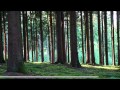 Der Reichswald - ein Wald mit langer Geschichte