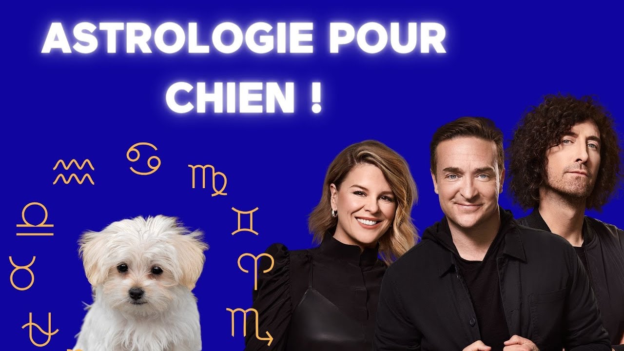 [ÉNERGIE] 🚨 Séance d'astrologie pour chien! 🚨 – Coup de 16h20