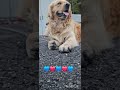 golden retriever. #keşfet #goldenretriever #doğa