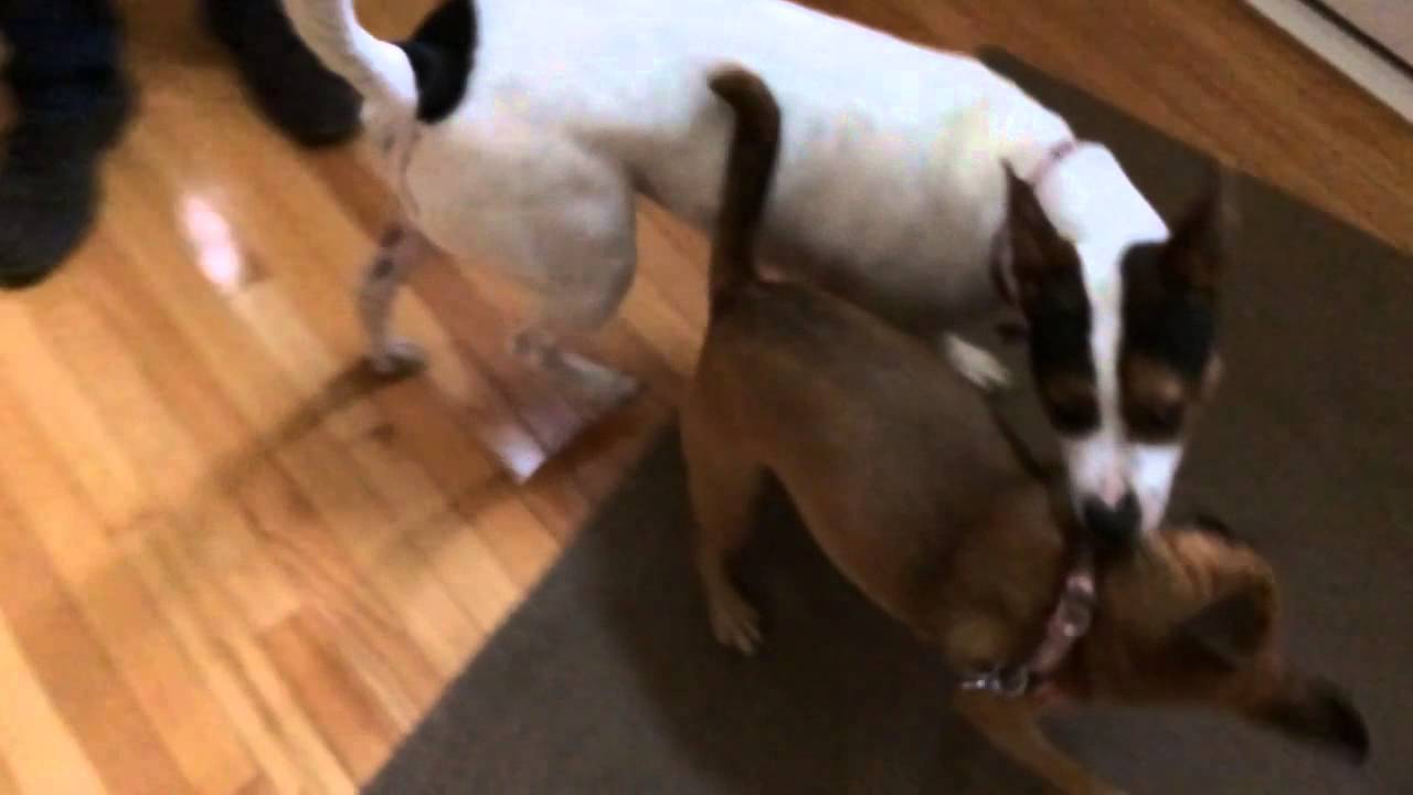 iPhone 5S HD Video Sample: Slow Motion | Pocketnow