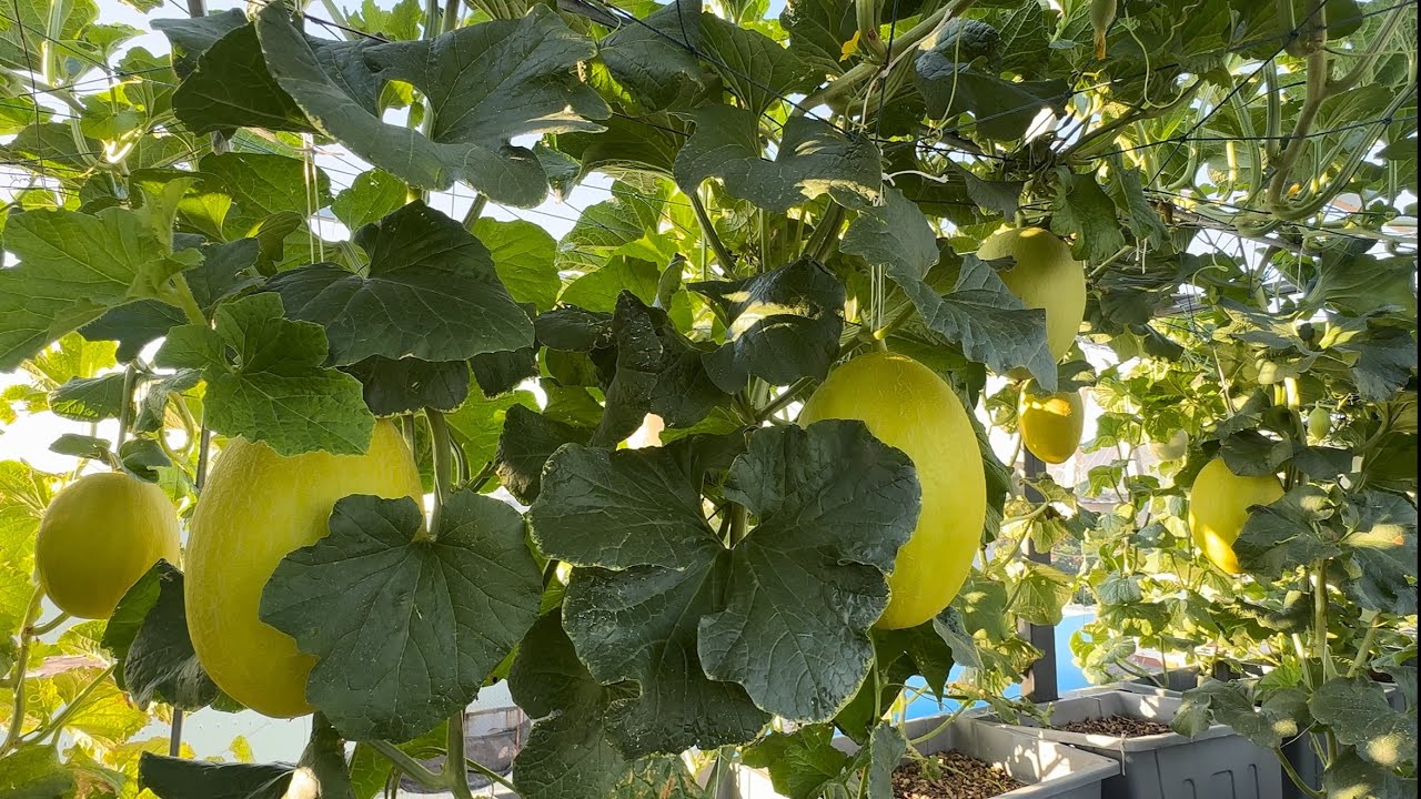 XOĂN NGỌN -KHẢM LÁ -CÁCH PHÒNG TRỪ 459