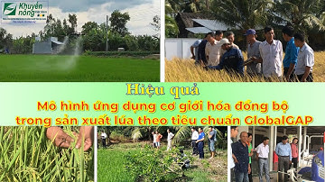 Hiệu quả mô hình ứng dụng cơ giới hoá đồng bộ trong sản xuất lúa theo tiêu chuẩn GlobalGAP