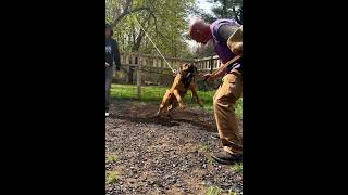 Triton Doing what he Loves! - Boerboel Bitework Training for PSA (He bites hard!)