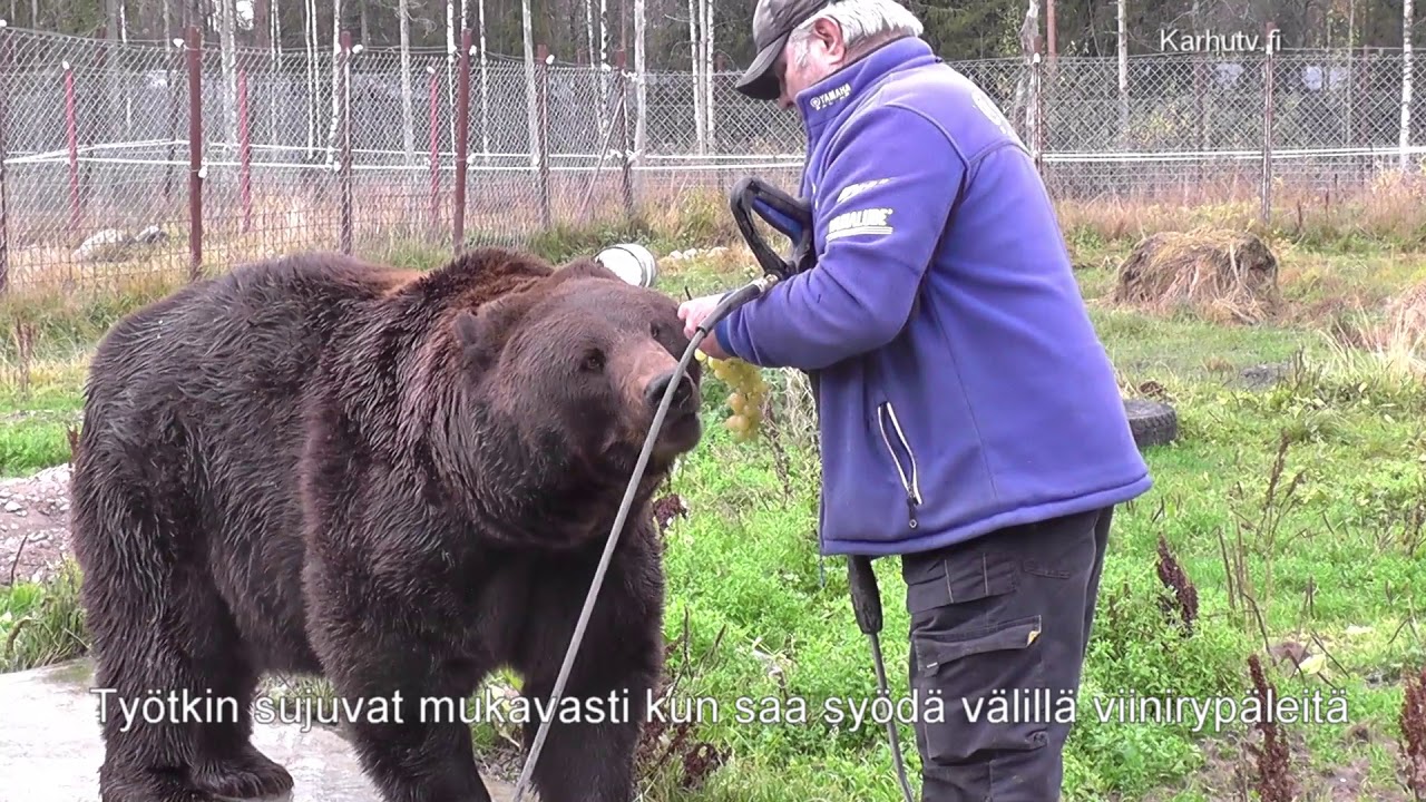 Kuusamon Citymarket ja karhut esittää