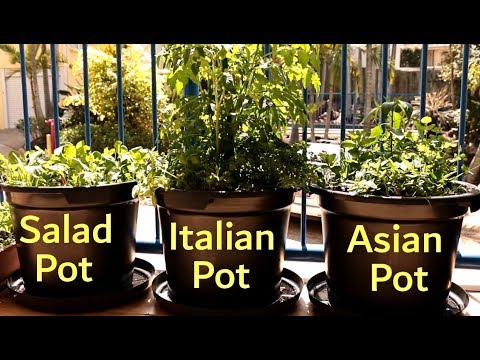 فيديو: البستنة الحضرية في الشقق - كيفية زراعة حديقة في شقة