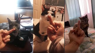 Putting Middle Finger İn Front Of Your Pet's Face (CAT) by Cute Paws 658 views 2 years ago 7 minutes, 1 second
