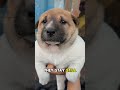 Why Your Dog Stays Quiet Around You