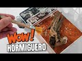 Asi de bonito está mi mini hormiguero ! | 3º parte de la mudanza. El Mundo de las Hormigas- Messor