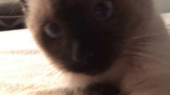 Watch the video about Tonkinese kitty cat