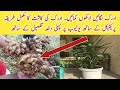 How to grow Ginger/ Adrak II How to Cultivate Ginger. Complete video with Practical