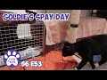 Goldie&#39;s Spay Day, Play Time And Progress S6 E53 Lucky Ferals Cat Videos - Feral Kittens
