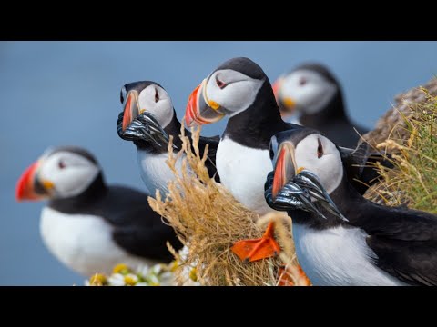 Vídeo: Atlantic puffin: características, fatos interessantes