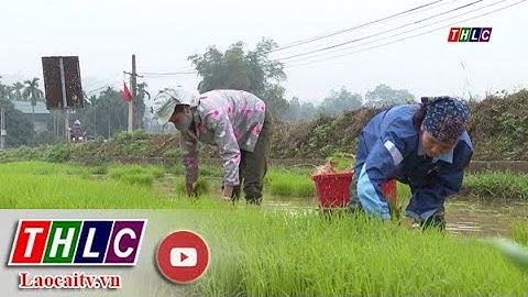 Chuyên đề Nông nghiệp: Chuẩn bị mọi điều kiện phục vụ sản xuất vụ xuân 2022 (09/2/2022) | THLC