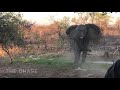 Unmistakably elephant  moods and body language