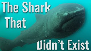 The Elusive Megamouth Shark