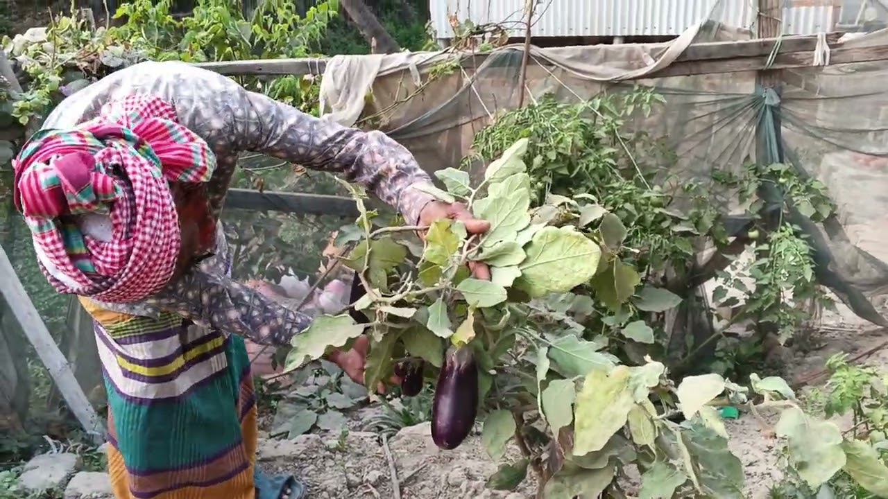 ইফতারের জন্য আব্বুর লাগানো গাছ থেকে পেঁপে পেড়ে আনলাম।