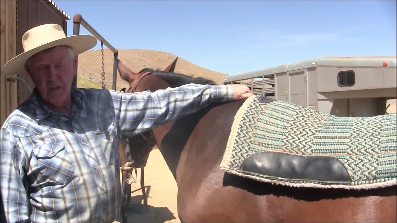 Halters and Spurs and Saddles