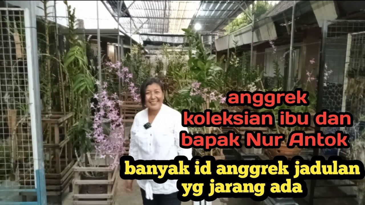 Menebar Pesona Anggrek: Panduan Lengkap Bisnis Anggrek Online dari Nol hingga Untung