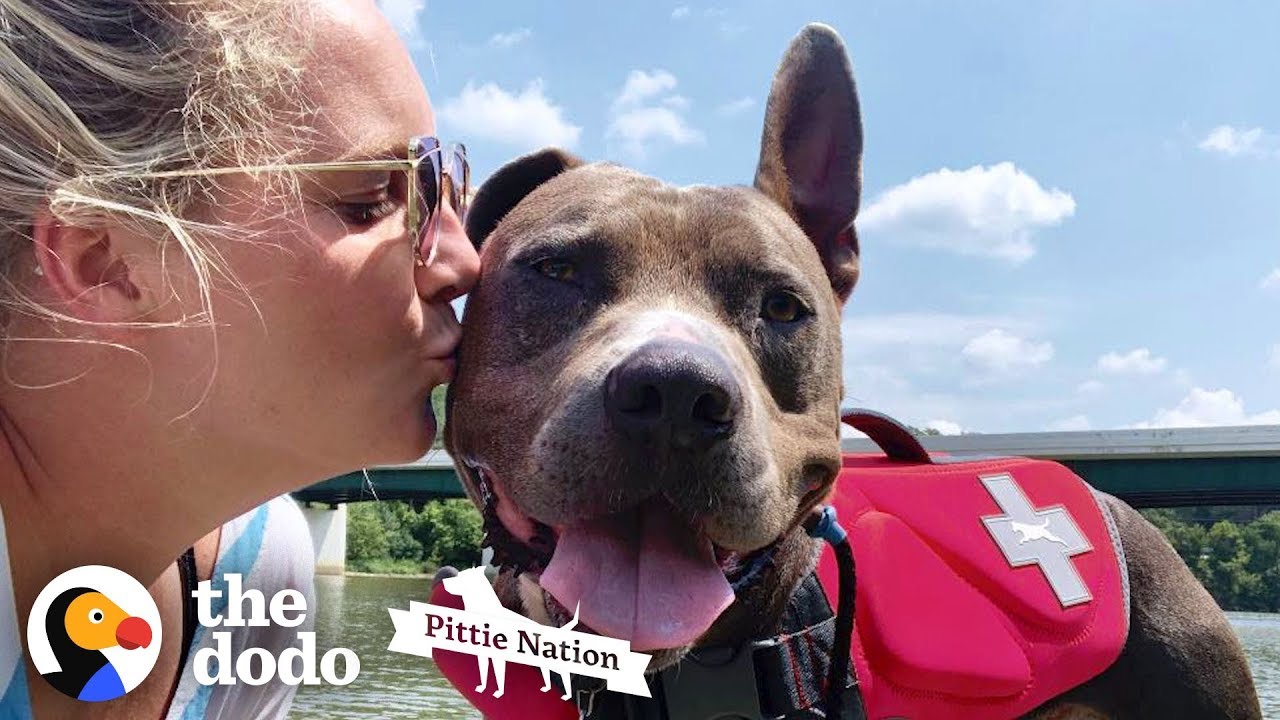 ⁣Pit Bull Returned 3 Times Finally Walks Out Of The Shelter One Last Time | The Dodo Pittie Nation