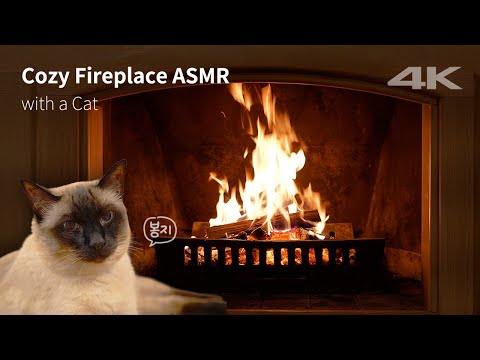 고양이와 함께 실제 벽난로 12시간 ￼ASMR🔥 
