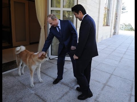 Как подружиться с акита-ину, которая напугала журналистов на встрече с Путиным 14.12.2016