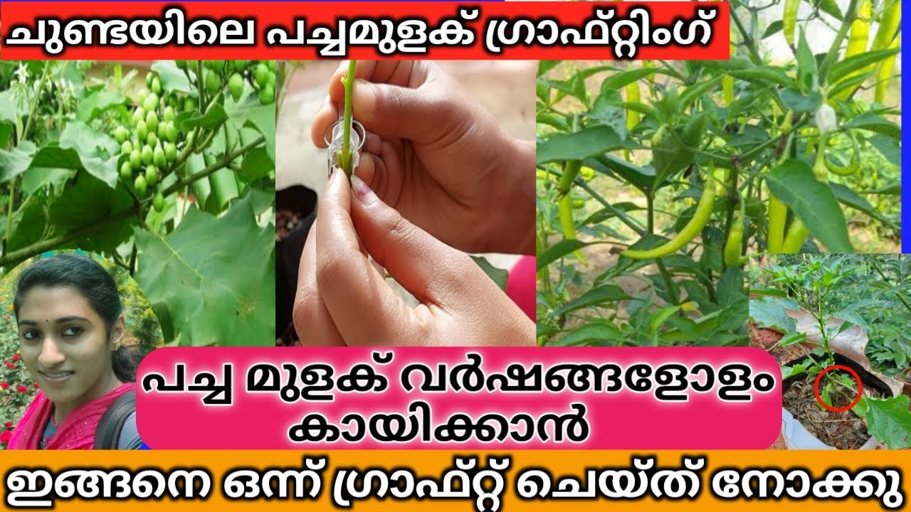 How to GRAFT Green Chilli🌶️ in PUTHARI CHUNDA | ചീനി വർഷങ്ങളോളം കായിക്കാൻ ചുണ്ടയിൽ ഗ്രാഫ്റ്റ് ചെയാം