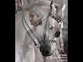 قصيدة من ديوان أنا العشق والعشق مني قتيل هواكم محرق يحبكم ترجمان المجنون 